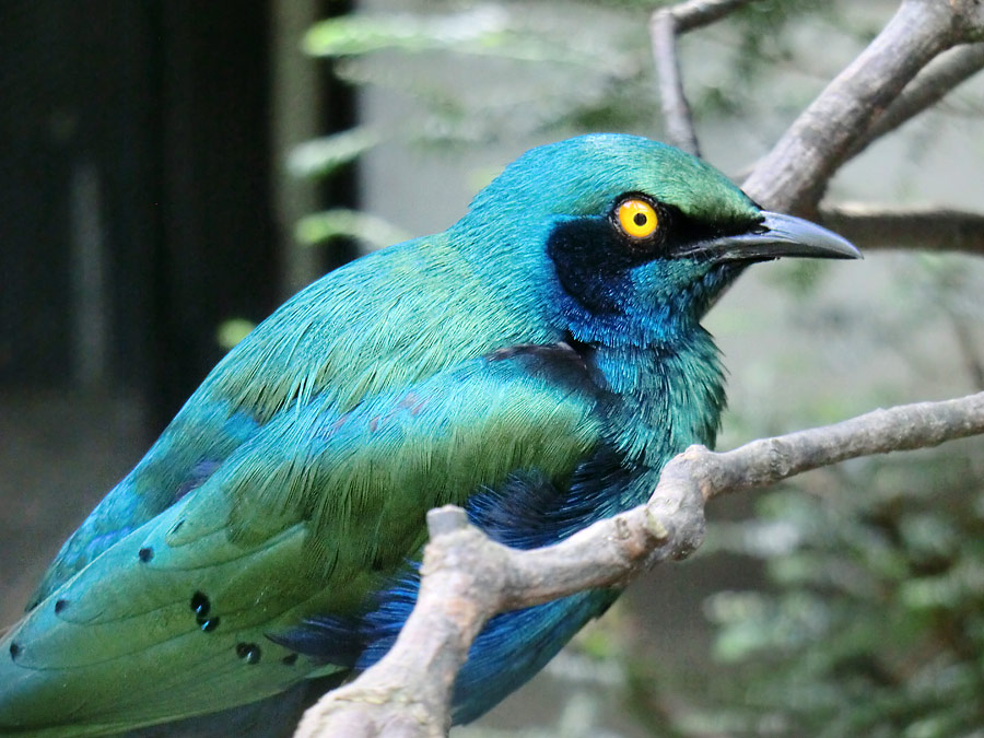 Grünschwanz-Glanzstar im Wuppertaler Zoo im Juli 2014