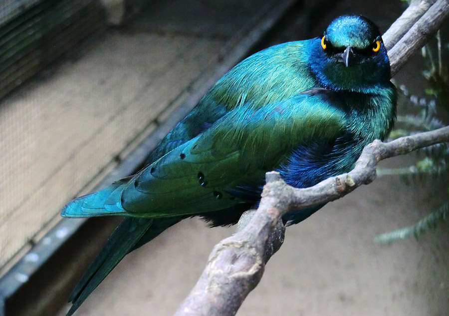 Grünschwanz-Glanzstar im Zoo Wuppertal im Juli 2014