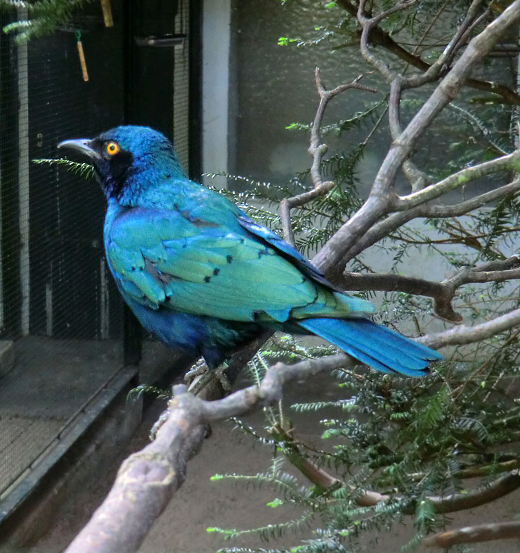 Grünschwanz-Glanzstar im Zoologischen Garten Wuppertal im Juli 2014