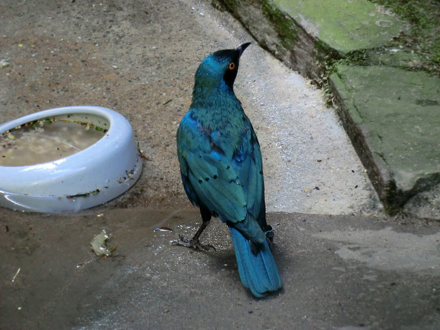 Grünschwanz-Glanzstar im Wuppertaler Zoo im Juli 2014