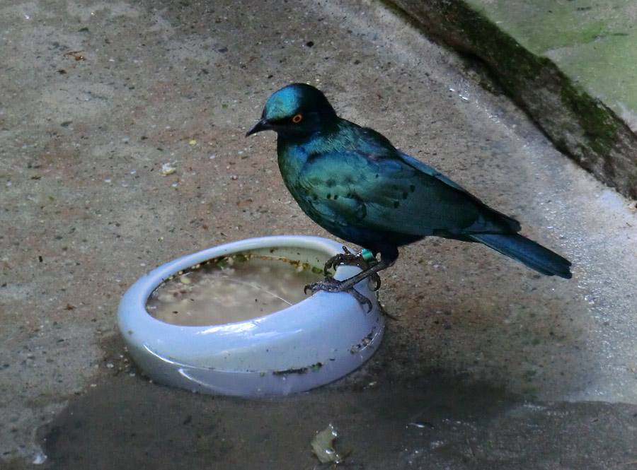 Grünschwanz-Glanzstar im Zoo Wuppertal im Juli 2014