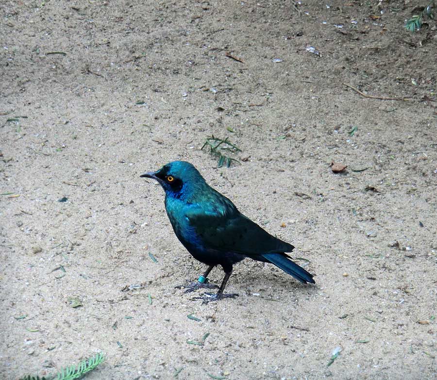 Grünschwanz-Glanzstar im Zoologischen Garten Wuppertal im August 2014