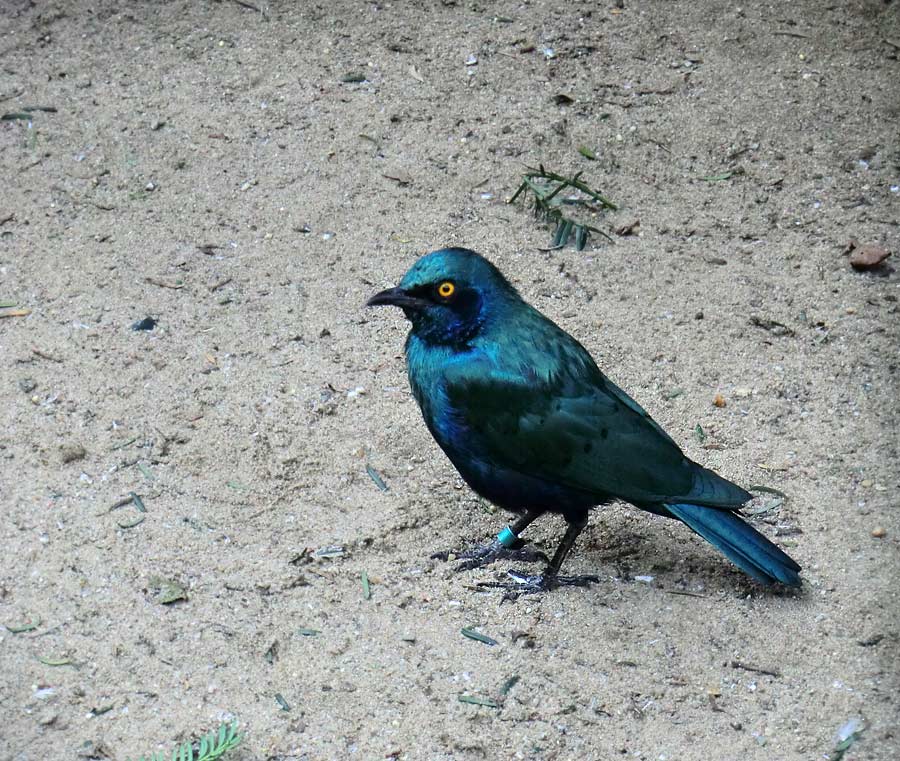 Grünschwanz-Glanzstar im Wuppertaler Zoo im August 2014