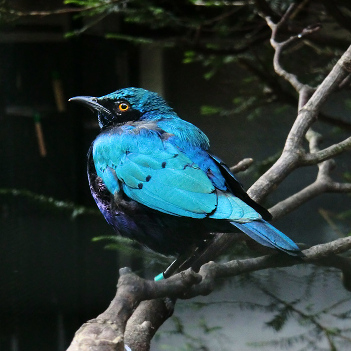 Grünschwanz-Glanzstar im Wuppertaler Zoo im August 2014