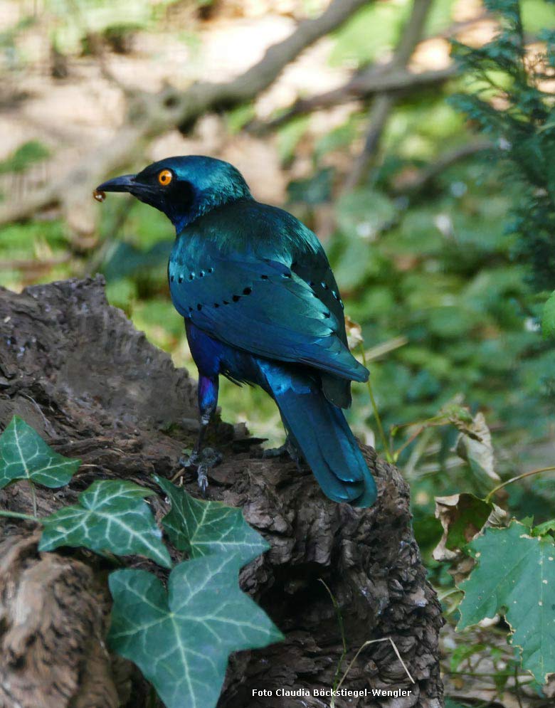 Grünschwanz-Glanzstar am 7. August 2018 in der Außenvoliere am Vogelhaus im Grünen Zoo Wuppertal (Foto Claudia Böckstiegel-Wengler)