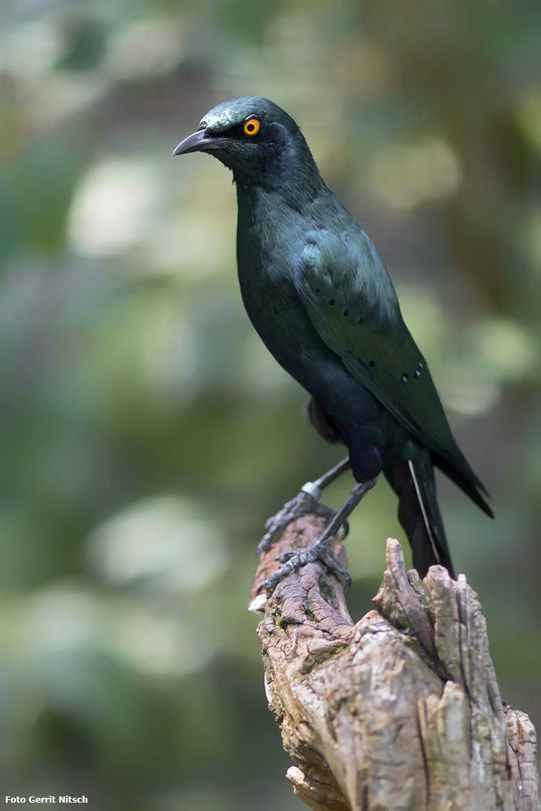 Grünschwanz-Glanzstar am 11. August 2020 in einer Außenvoliere am Vogel-Haus im Zoologischen Garten Wuppertal (Foto Gerrit Nitsch)