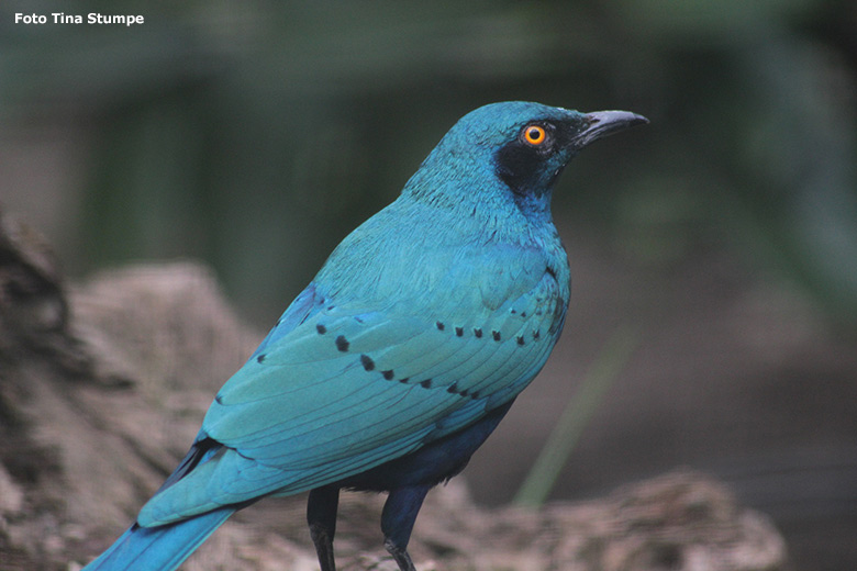 Grünschwanz-Glanzstar am 18. April 2021 in einer Voliere am Vogel-Haus im Zoo Wuppertal (Foto Tina Stumpe)