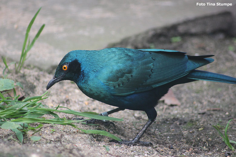 Grünschwanz-Glanzstar am 18. April 2021 in einer Voliere am Vogel-Haus im Wuppertaler Zoo (Foto Tina Stumpe)