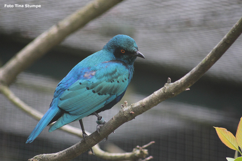 Grünschwanz-Glanzstar am 18. April 2021 in einer Voliere am Vogel-Haus im Zoologischen Garten Wuppertal (Foto Tina Stumpe)