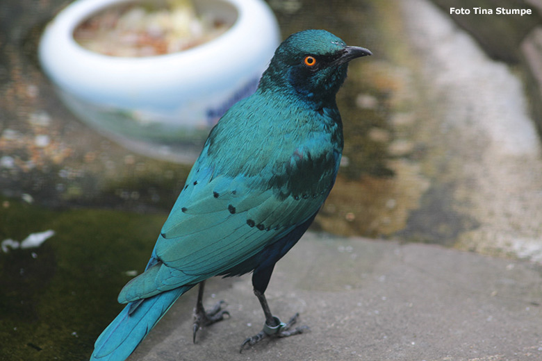 Grünschwanz-Glanzstar am 18. April 2021 in einer Voliere am Vogel-Haus im Wuppertaler Zoo (Foto Tina Stumpe)