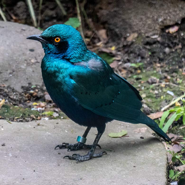 Weiblicher Grünschwanz-Glanzstar am 6. Mai 2021 in einer Außenvoliere am Vogel-Haus im Grünen Zoo Wuppertal