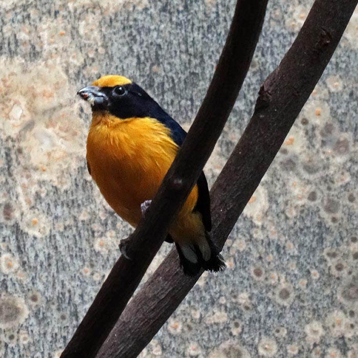 Dickschnabelorganist (Männchen) im Wuppertaler Zoo im Mai 2015