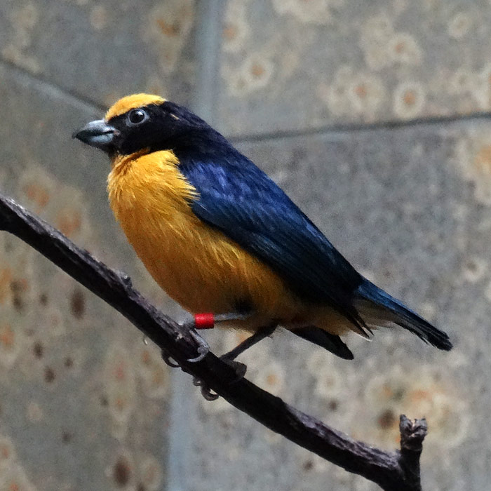 Dickschnabelorganist (Männchen) im Wuppertaler Zoo im Mai 2015