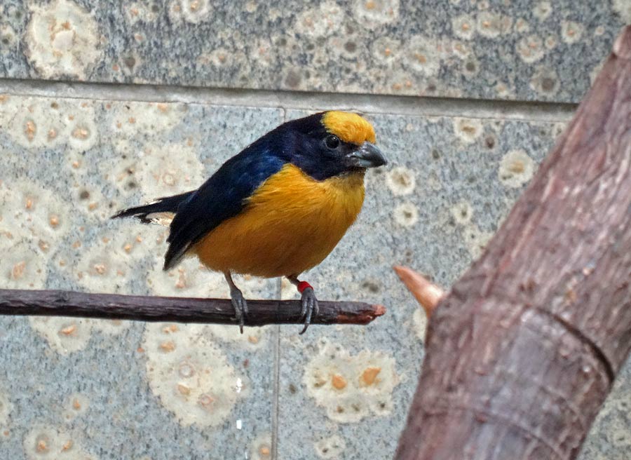 Dickschnabelorganist (Männchen) im Zoo Wuppertal im Mai 2015