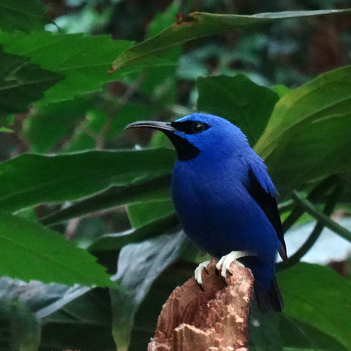 Gelbfüßiger Honigsauger (Männchen) im Wuppertaler Zoo im Mai 2015