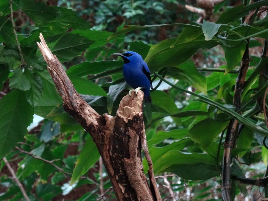 Gelbfüßiger Honigsauger (Männchen) im Zoologischen Garten Wuppertal im Mai 2015