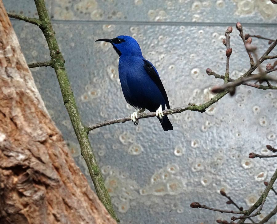 Gelbfüßiger Honigsauger (Männchen) im Grünen Zoo Wuppertal im Juni 2015