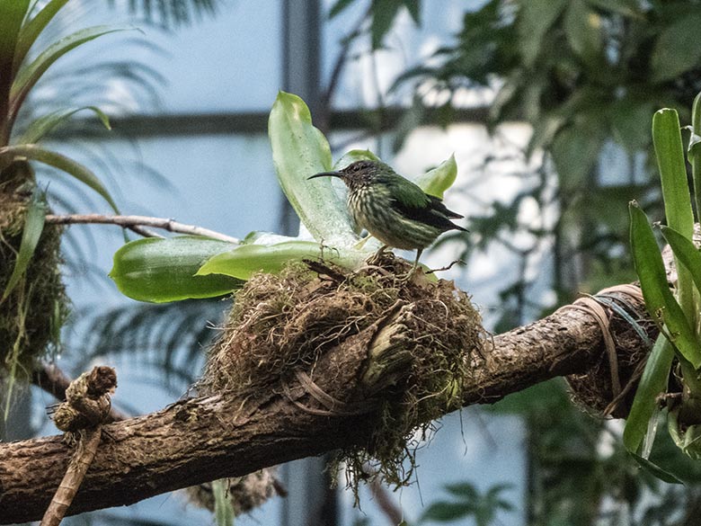 Weiblicher Gelbfüßiger Honigsauger am 1. Januar 2020 in der Freiflughalle am Vogel-Haus im Grünen Zoo Wuppertal