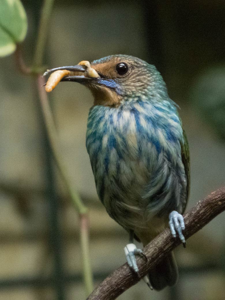 Weiblicher Gelbfüßiger Honigsauger am 19. Februar 2020 im Vogel-Haus im Grünen Zoo Wuppertal