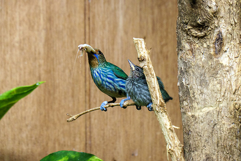 Weiblicher Gelbfüßiger Honigsauger mit Futter für das Jungtier am 29. November 2021 im Vogel-Haus im Zoologischen Garten der Stadt Wuppertal