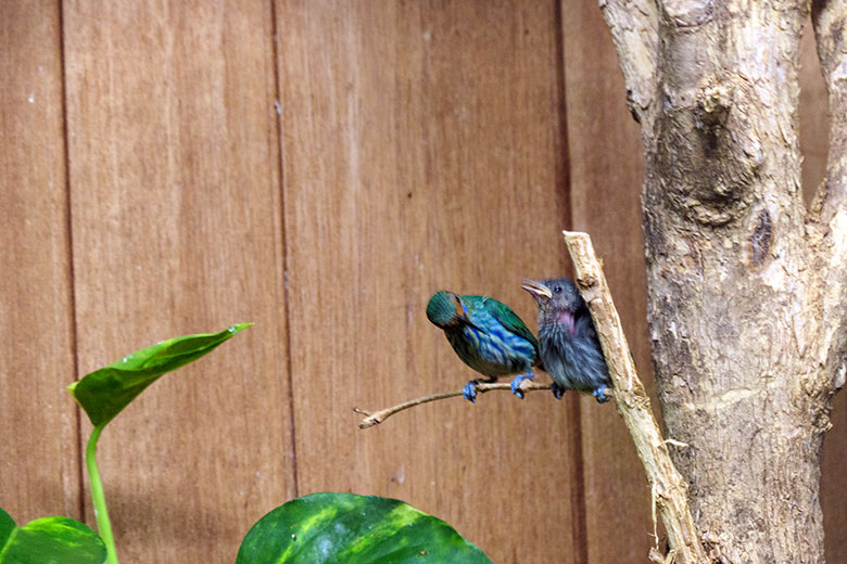 Gelbfüßiger Honigsauger-Weibchen mit Jungtier am 29. November 2021 im Vogel-Haus im Zoo Wuppertal