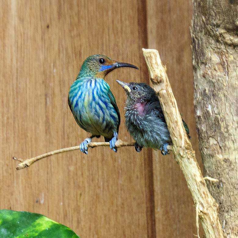 Weiblicher Gelbfüßiger Honigsauger mit Jungtier am 29. November 2021 im Vogel-Haus im Wuppertaler Zoo