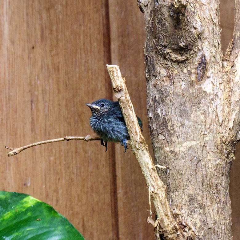 Gelbfüßiger Honigsauger-Jungtier am 29. November 2021 im Vogel-Haus im Grünen Zoo Wuppertal