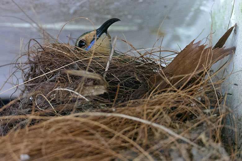 Weiblicher Purpurnaschvogel am 6. Juli 2022 im Eingangsbreich der Freiflughalle am Vogel-Haus im Grünen Zoo Wuppertal