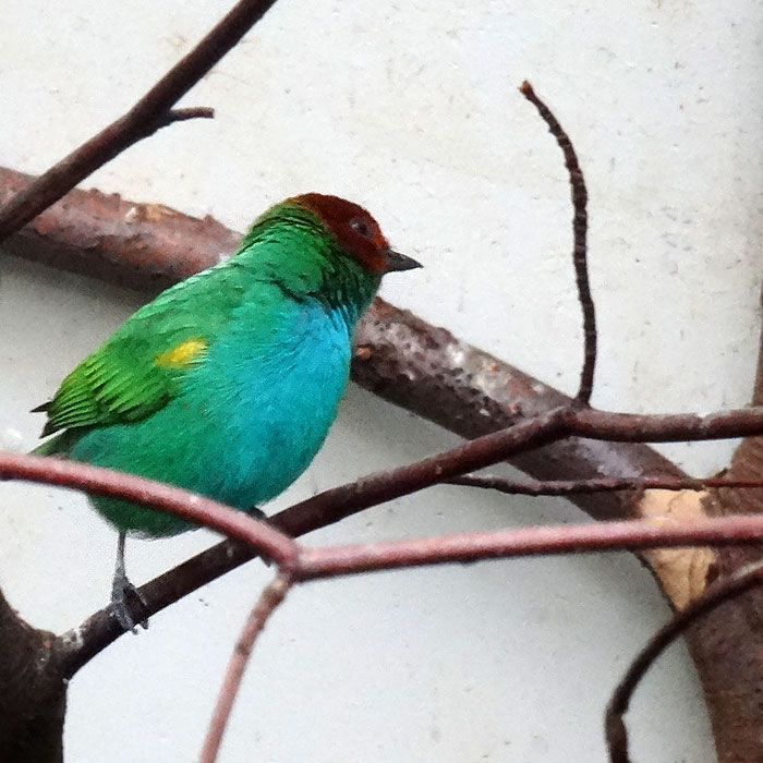 Grüntangare im Wuppertaler Zoo im April 2015