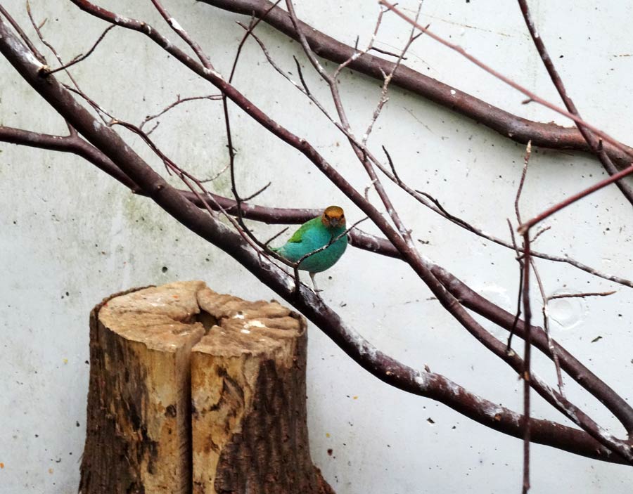 Grüntangare im Zoo Wuppertal im April 2015