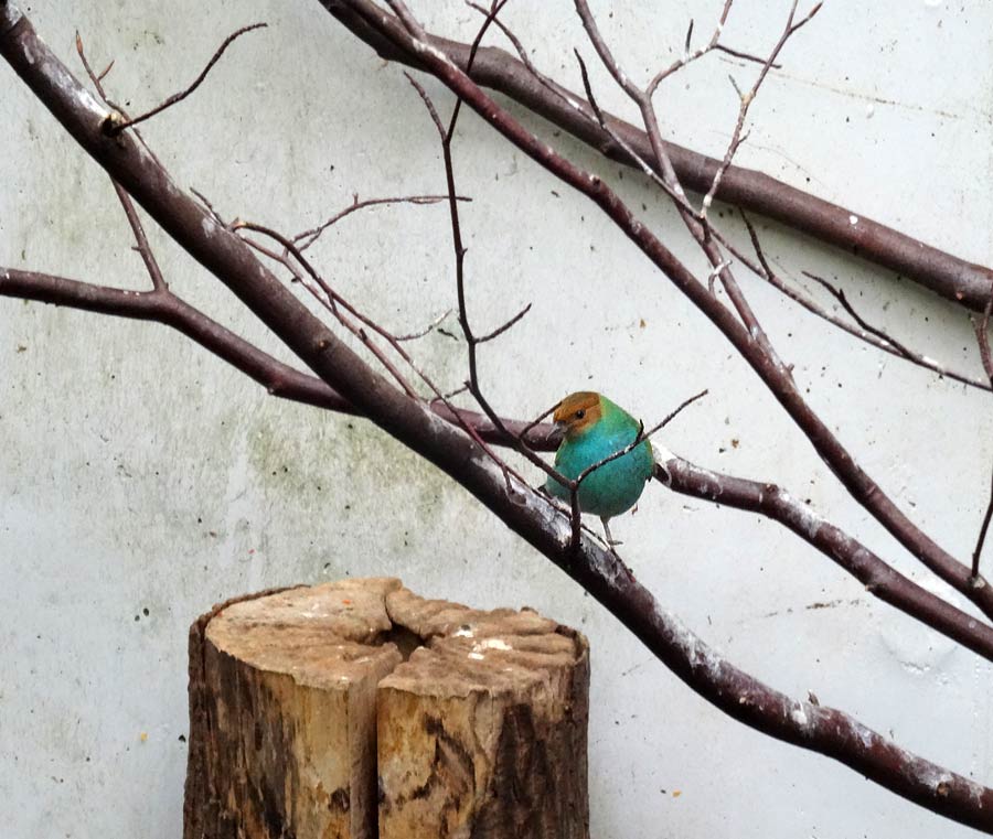 Grüntangare im Zoologischen Garten Wuppertal im April 2015