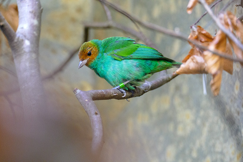 Weibliche Grüntangare am 14. April 2022 im Vogel-Haus im Wuppertaler Zoo