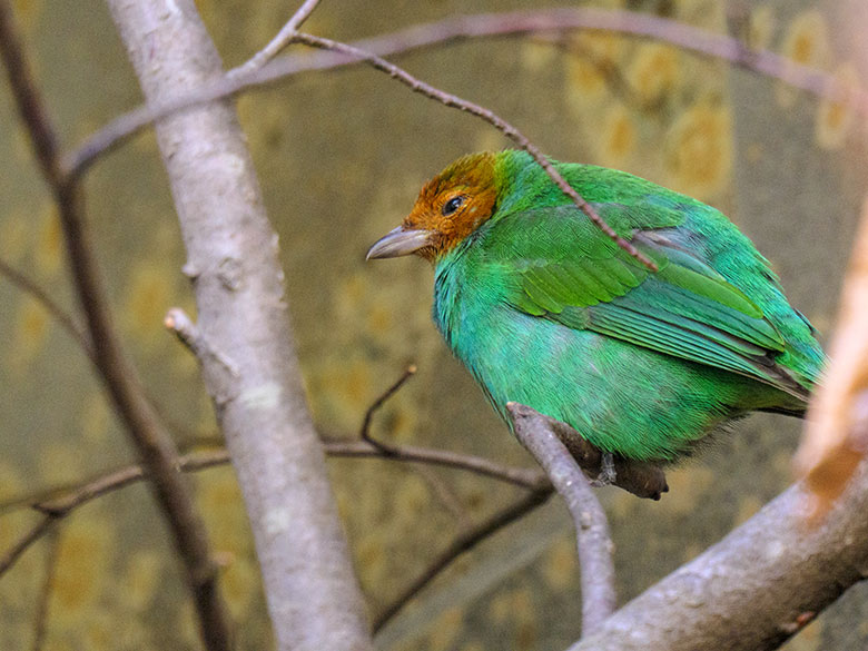 Weibliche Grüntangare am 17. April 2022 im Vogel-Haus im Grünen Zoo Wuppertal