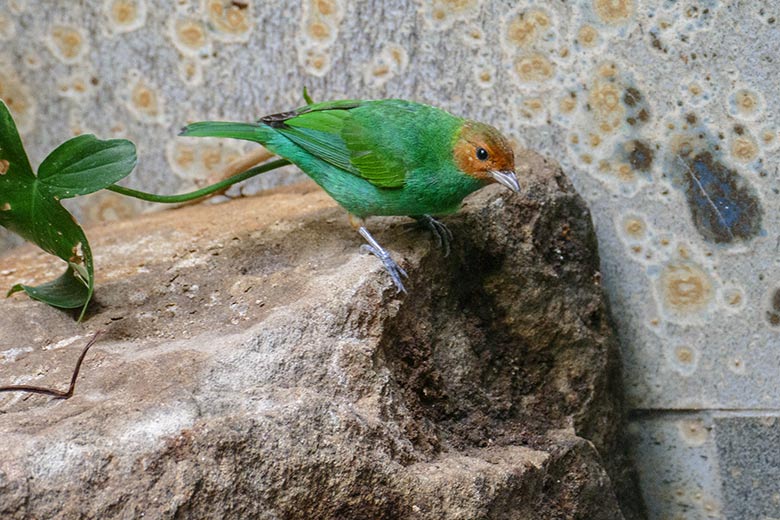 Weibliche Grüntangare am 23. Mai 2022 im Vogel-Haus im Zoo Wuppertal