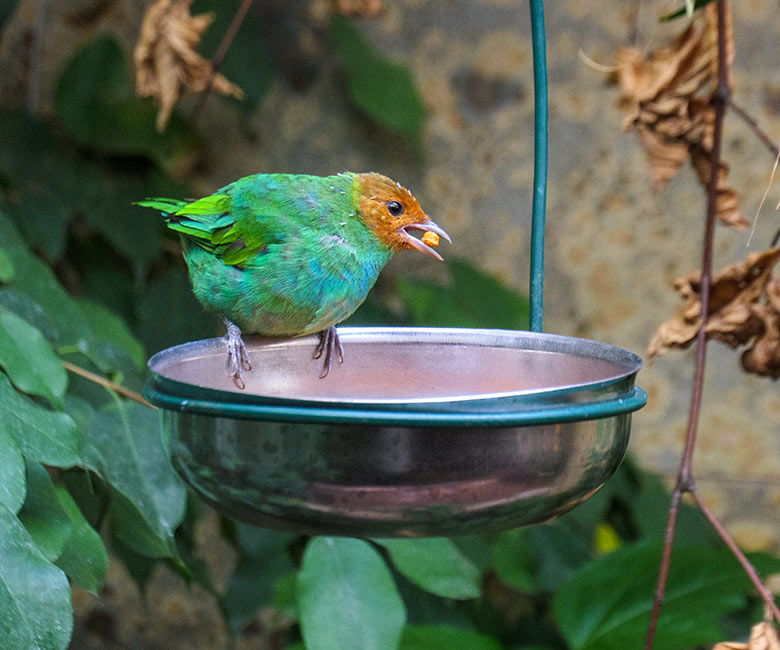 Weibliche Grüntangare am 9. September 2022 im Vogel-Haus im Grünen Zoo Wuppertal