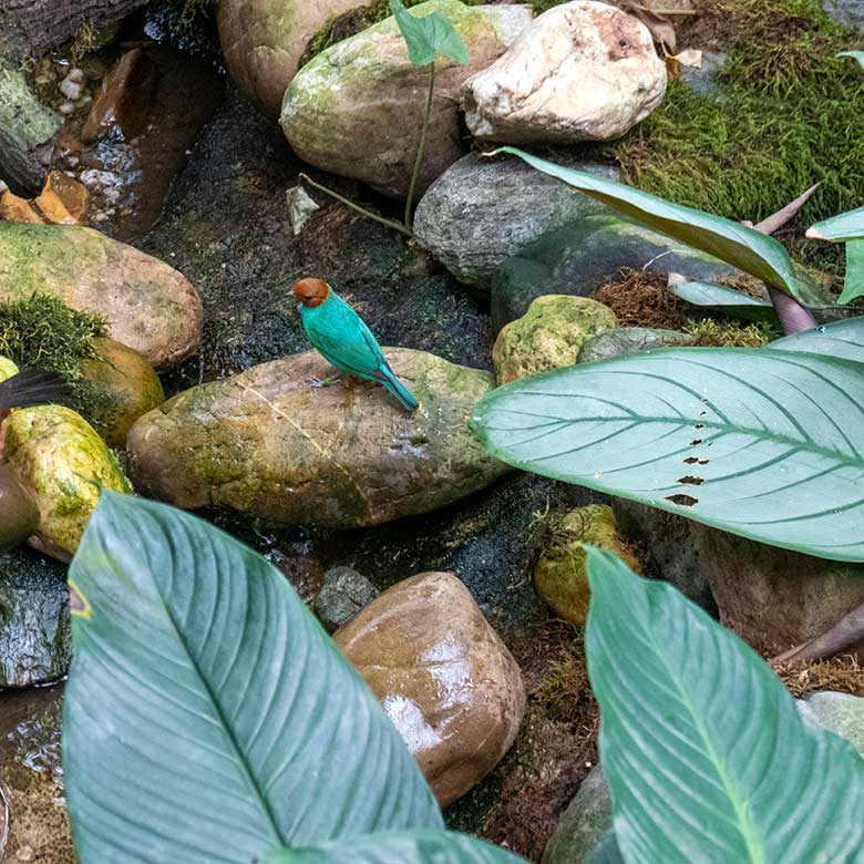 Weibliche Grüntangare am 8. März 2025 in der Freiflughalle am Vogel-Haus im Grünen Zoo Wuppertal
