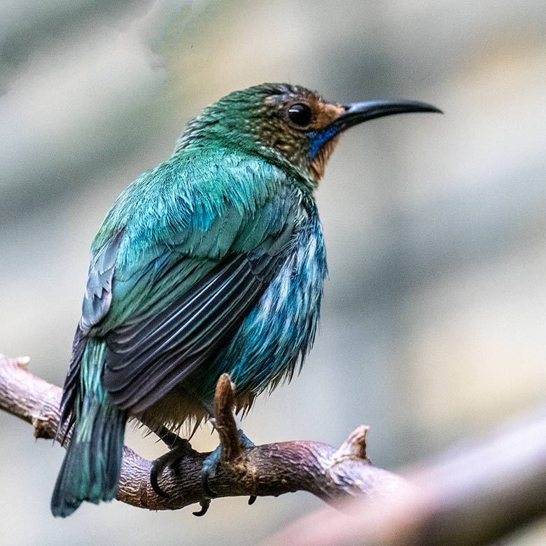 Weiblicher Purpurnaschvogel am 23. Oktober 2022 im Vogel-Haus im Grünen Zoo Wuppertal