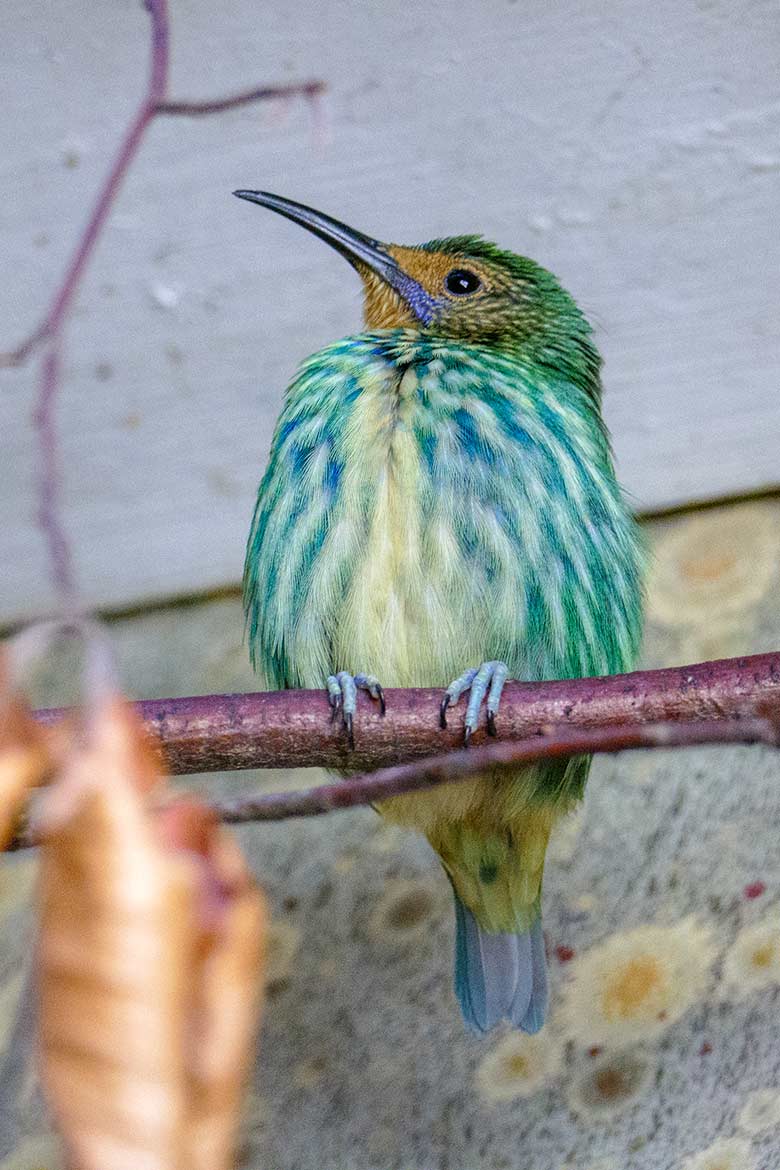 Weiblicher Purpurnaschvogel am 27. Januar 2023 im Vogel-Haus im Grünen Zoo Wuppertal