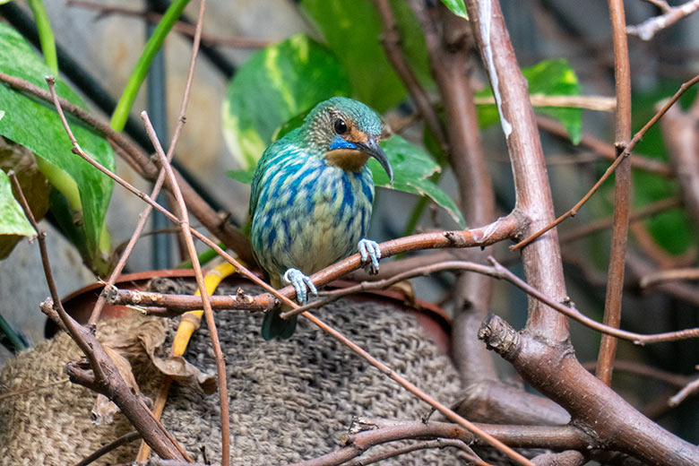 Weiblicher Purpurnaschvogel am 9. Februar 2023 im Vogel-Haus im Grünen Zoo Wuppertal