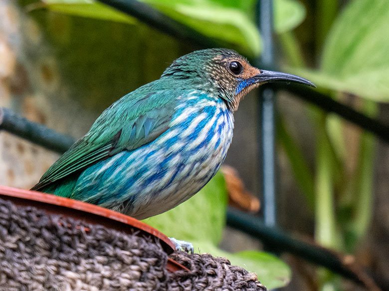 Weiblicher Purpurnaschvogel am 9. Februar 2023 im Vogel-Haus im Zoologischen Garten