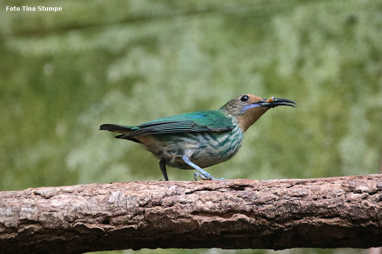 Weiblicher Purpurnaschvogel am 9. Juni 2024 in der Freiflughalle am Vogel-Haus im Grünen Zoo Wuppertal (Foto Tina Stumpe)