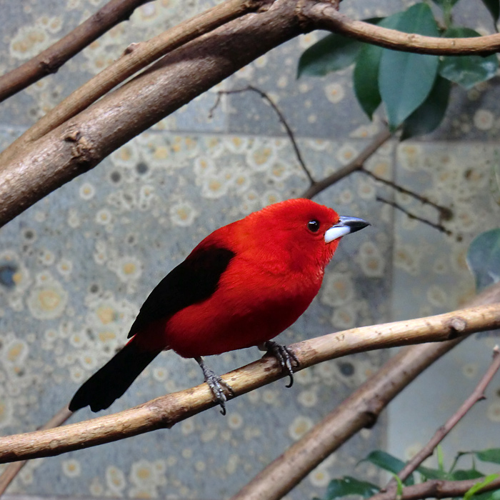 Purpurtangare im Wuppertaler Zoo im November 2012