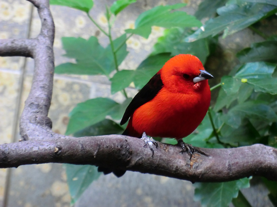 Purpurtangare im Wuppertaler Zoo im November 2012