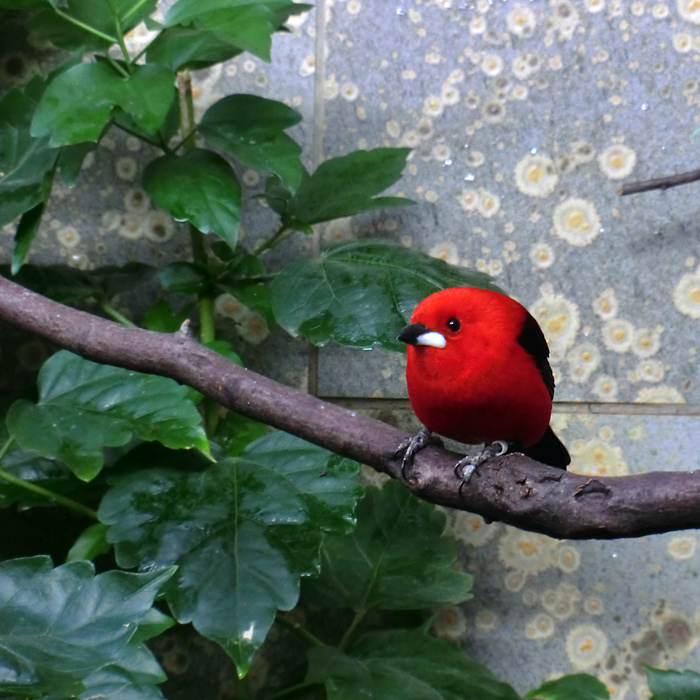 Purpurtangare im Wuppertaler Zoo im Februar 2013