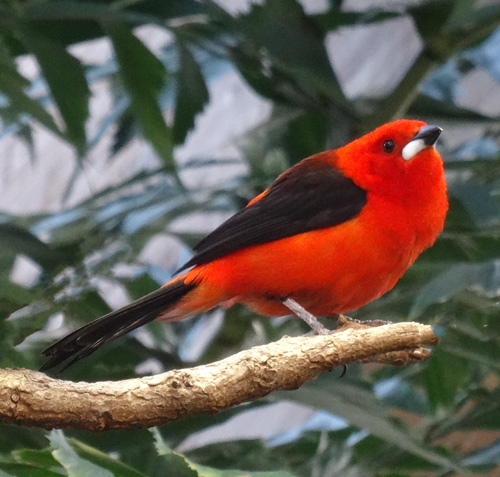 Purpurtangare im Zoologischen Garten der Stadt Wuppertal