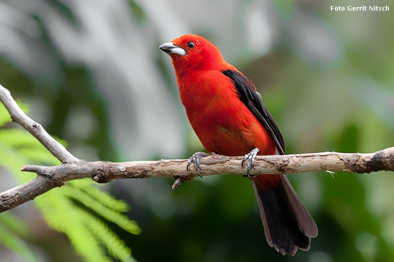 Purpurtangare am 29. Juli 2018 in der Freiflughalle am Vogelhaus im Zoologischen Garten Wuppertal (Foto Gerrit Nitsch)