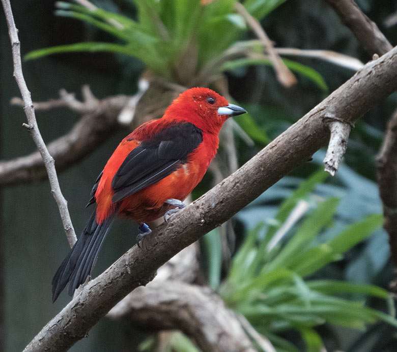 Purpurtangare am 9. Oktober 2019 in der Freiflughalle am Vogel-Haus im Grünen Zoo Wuppertal