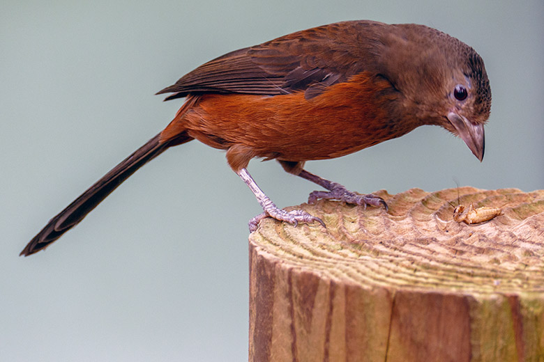 Weibliche Purpurtangare am 25. Juli 2022 in der Freiflughalle am Vogel-Haus im Wuppertaler Zoo