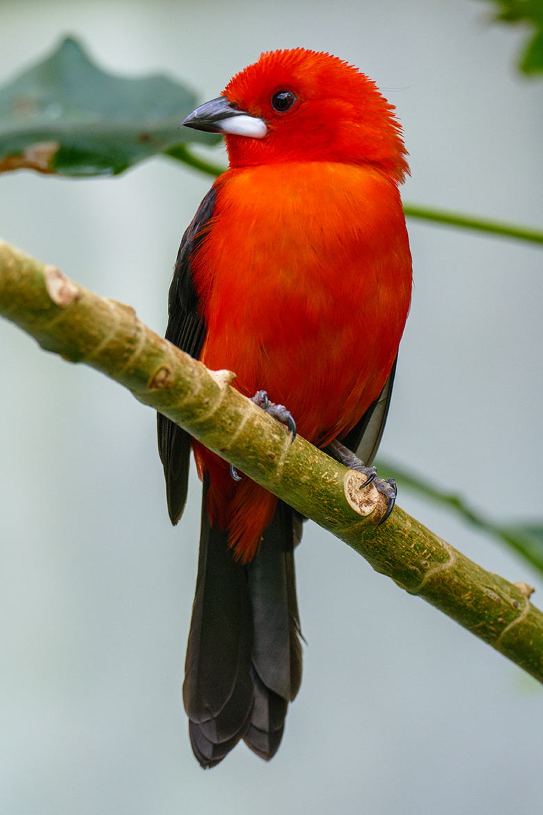 Männliche Purpurtangare am 25. Juli 2022 in der Freiflughalle am Vogel-Haus im Grünen Zoo Wuppertal