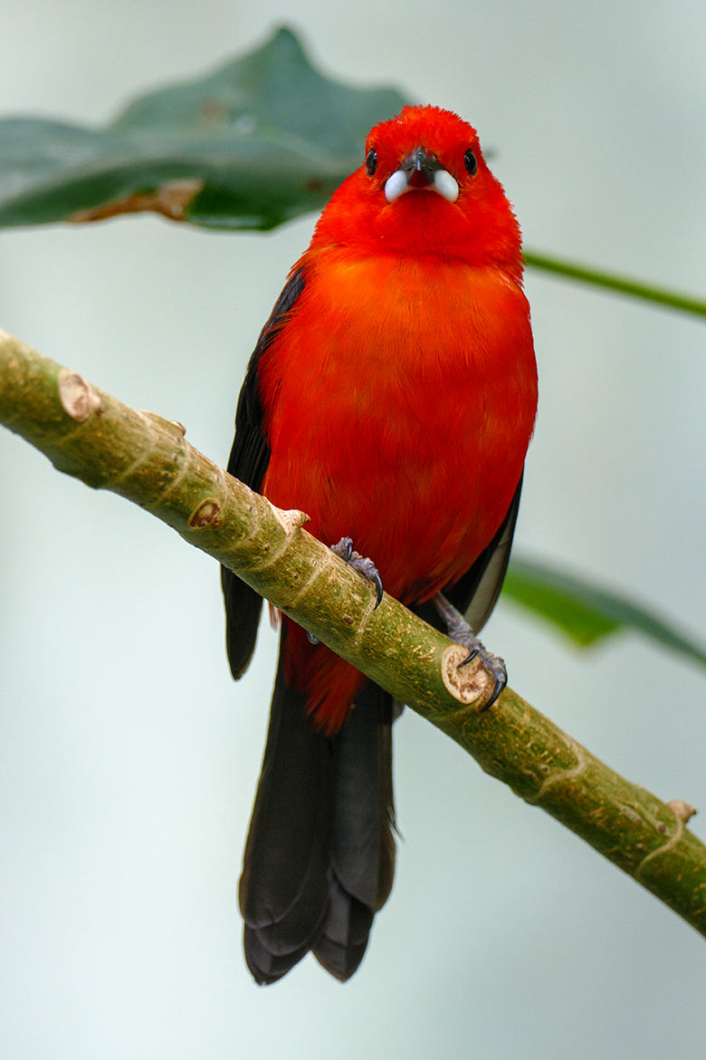 Männliche Purpurtangare am 25. Juli 2022 in der Freiflughalle am Vogel-Haus im Zoologischen Garten Wuppertal